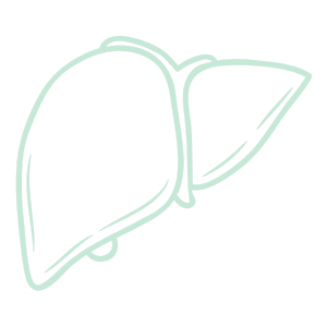 Liver graphic